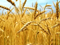 Objavljen Pravilnik o analizatorima za merenje sadržaja proteina u žitu